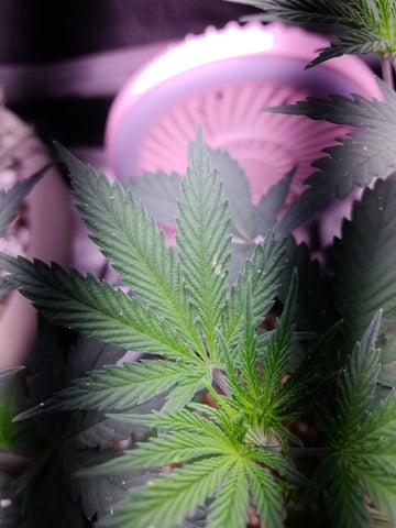 First grow in first set up — vegetative, day 54