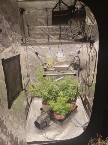   and one L.a kush cake . — flower, day 142