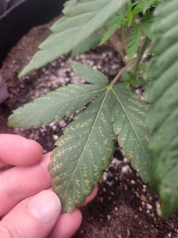 Grow — vegetative, day 30