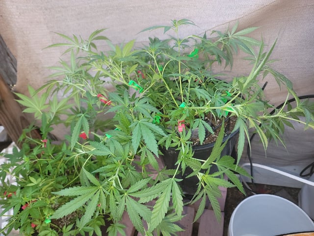 Ghetto Growing — flower, day 41