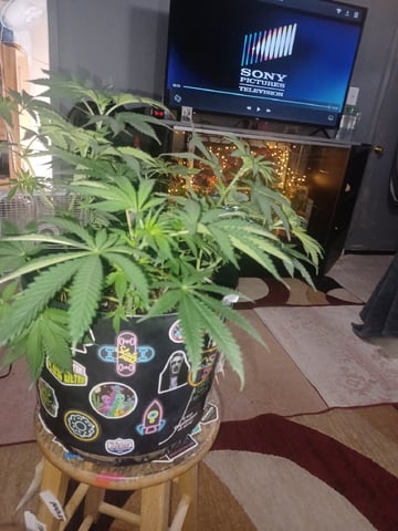 Poor Ivory — vegetative, day 69