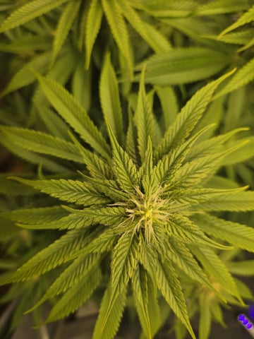 First Indoor Grow — germination, day 92