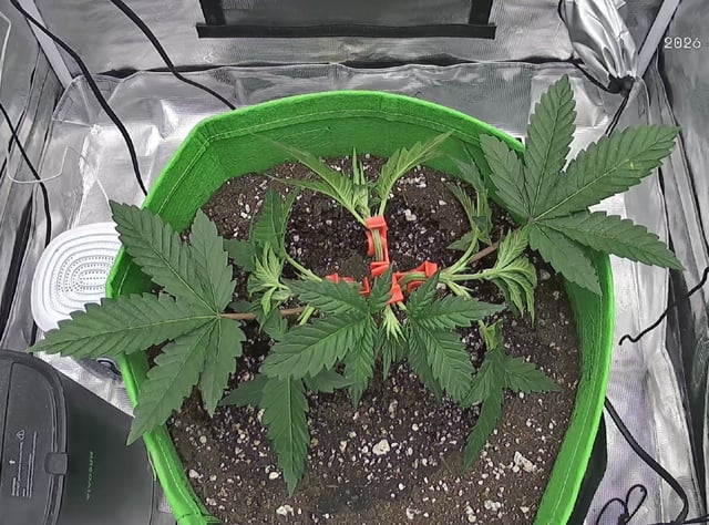 FastBuds Photo-Lemon Mandarin  — vegetative, day 32