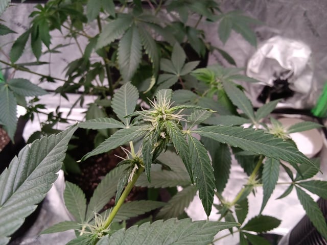 Blackberry Moonrocks Auto & Purple Tropicana Cookies Auto — flower, day 32