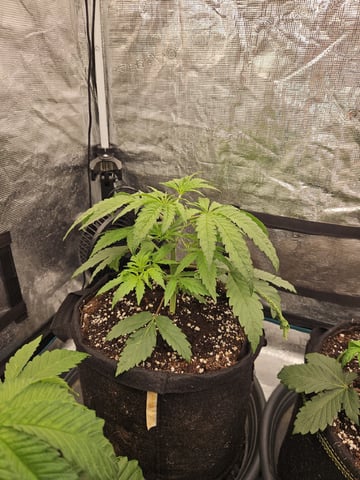 Scary Berries — vegetative, day 32