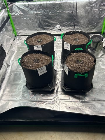 Barney’s Farm /Fast Buds — germination, day 8