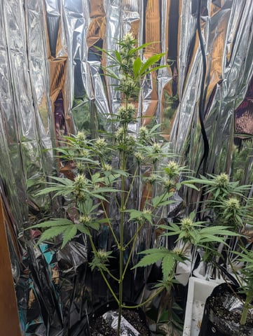 Zkittlez (Auto) — flower, day 76