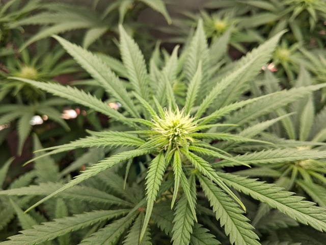 fruity pebbles, cap junky — flower, day 74