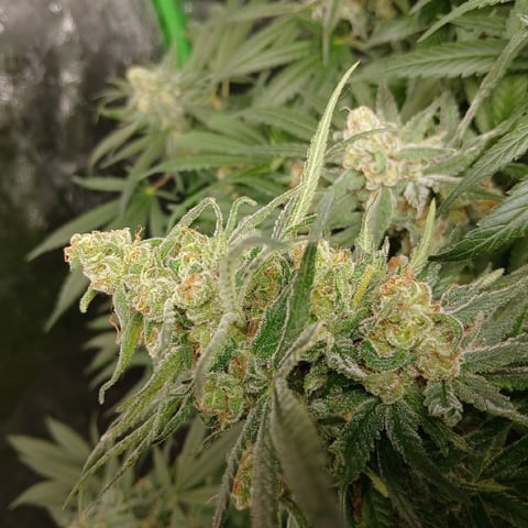 run #3 — flower, day 91