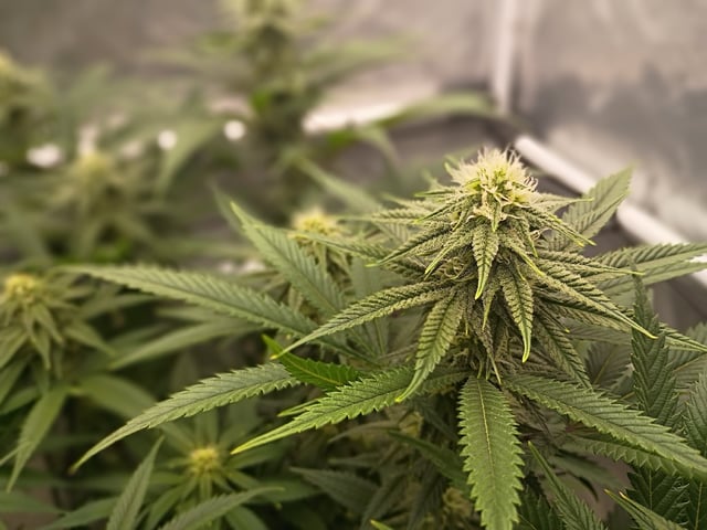 FastBuds Photo-Lemon Mandarin  — flower, day 109