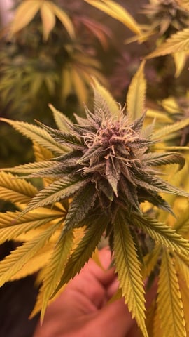 Tangie — flower, day 93