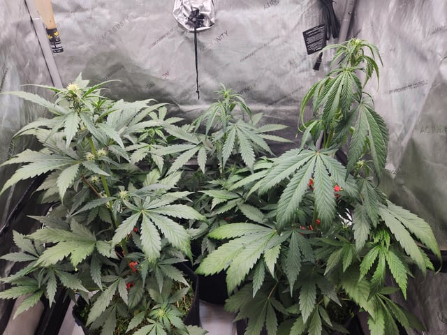 Mephisto Apple Crush and Pop tart OG in Nature's Living Soil.  — flower, day 38