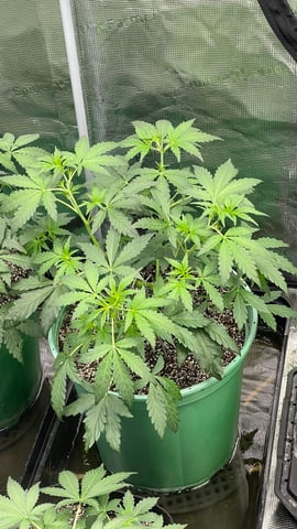 Rippleys OG Auto (Mephisto Genetics) 1st Attempt at Autos — vegetative, day 36