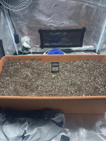 OG White Widow — seedling_rooting, day 24