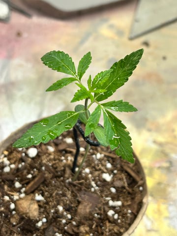 First ever grow — vegetative, day 22