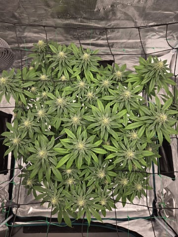  Insane OG
