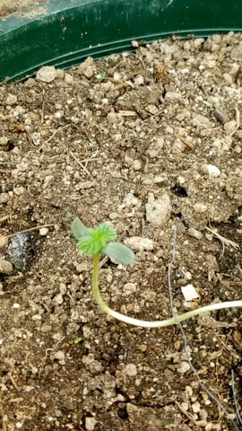 Jack hearer/Jack the ripper? — seedling_rooting, day 6