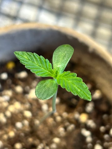 First ever grow — seedling_rooting, day 11