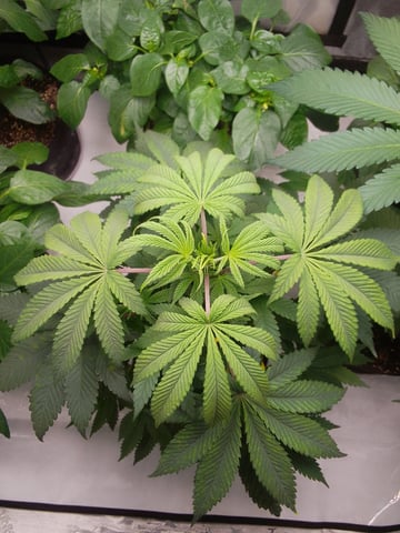 blue dream bag seed — vegetative, day 29