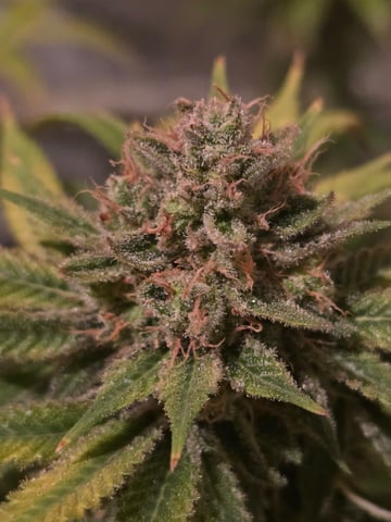 First grow — harvest, day 127