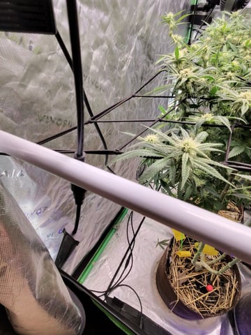 s1 Jokerz — flower, day 91