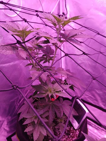 CountryG  — seedling_rooting, day 58