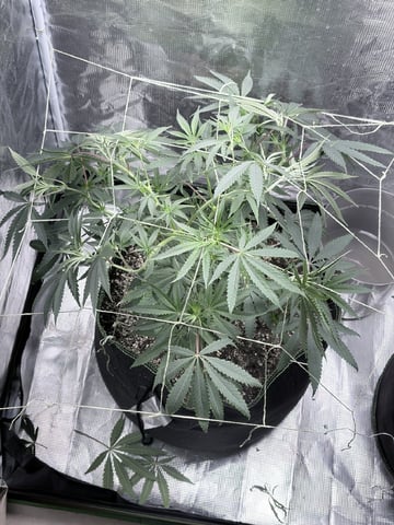 New LADIEZZ — vegetative, day 60