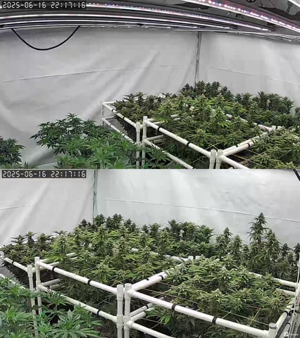 true genetics  — flower, day 31