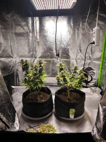 New grow — flower, day 62