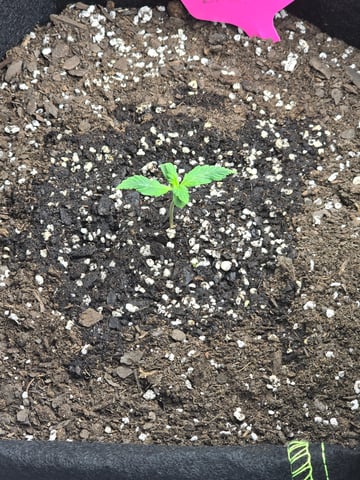 2nd Autoflower Indoor Grow — seedling_rooting, day 10