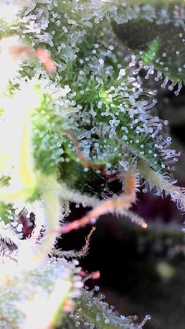 Outdoor Grow  — flower, day 18