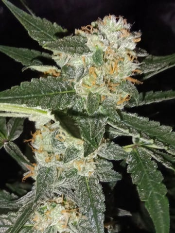 hydroponic  — flower, day 80