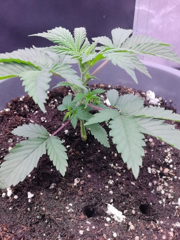 First grow in first set up — vegetative, day 37