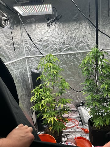 two clones and sour diesel  — flower, day 13
