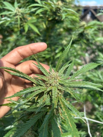 2025 harvest  — flower, day 31