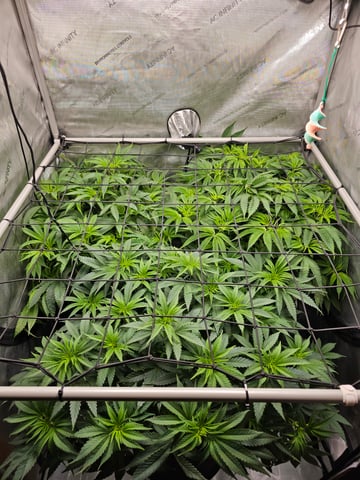 ethos genetics  — flower, day 56