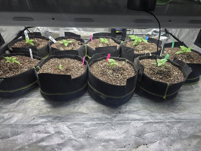 Autos AGAIN — vegetative, day 17