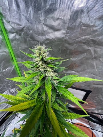 3autos and 2 fem  — flower, day 75