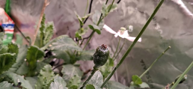 blueberry funk — flower, day 196