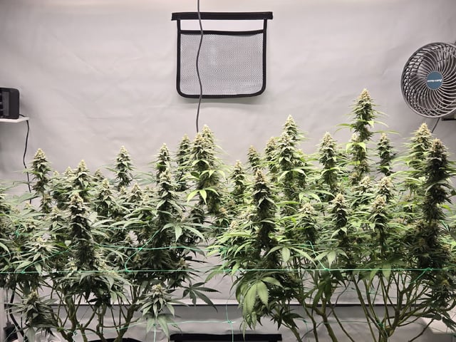 Zoap & Mimosa x OrangePunch