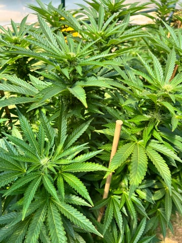 Hindu Kush — flower, day 26