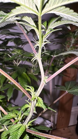 OG Kush — flower, day 60