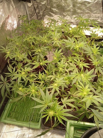 Blueberry critical kush x purple peyote wifi  and one L.a kush cake . — seedling_rooting, day 5