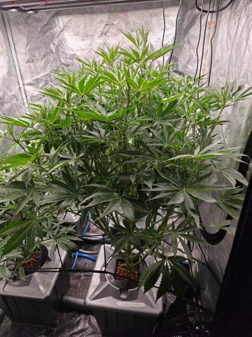 indoor grow 1