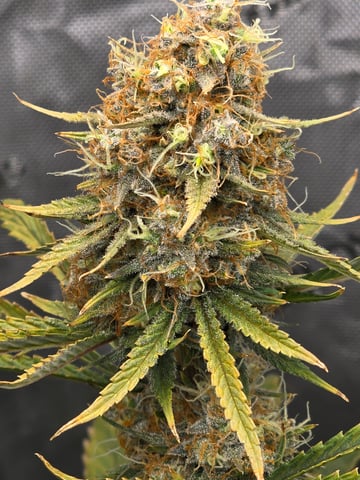 Pull my finger and Mowie Wowie — grow_setup, day 97