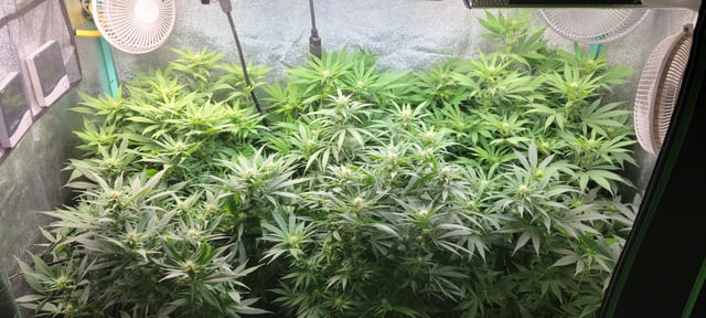 $chooners Grow — flower, day 11