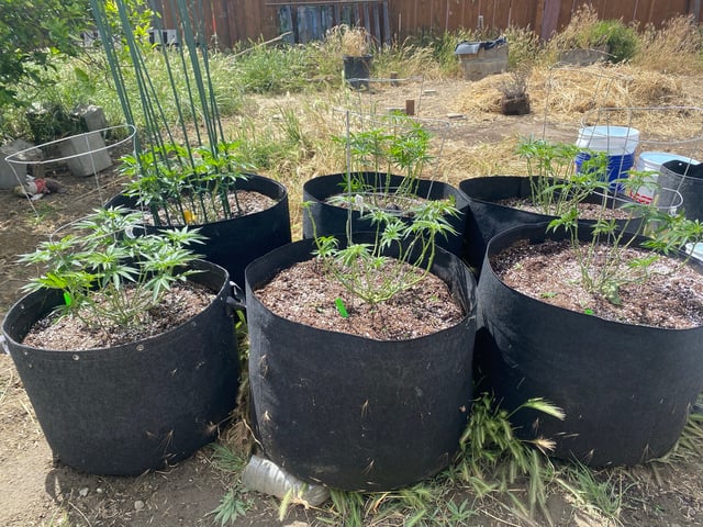 Solfire Gardens Grow — vegetative, day 83