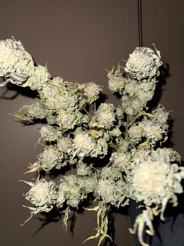 Blue Dream — harvest, day 117