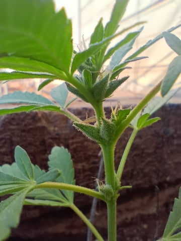 White Widow/Gorilla Glue — vegetative, day 33