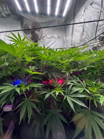 zunami s1 grounded genetics  — flower, day 45